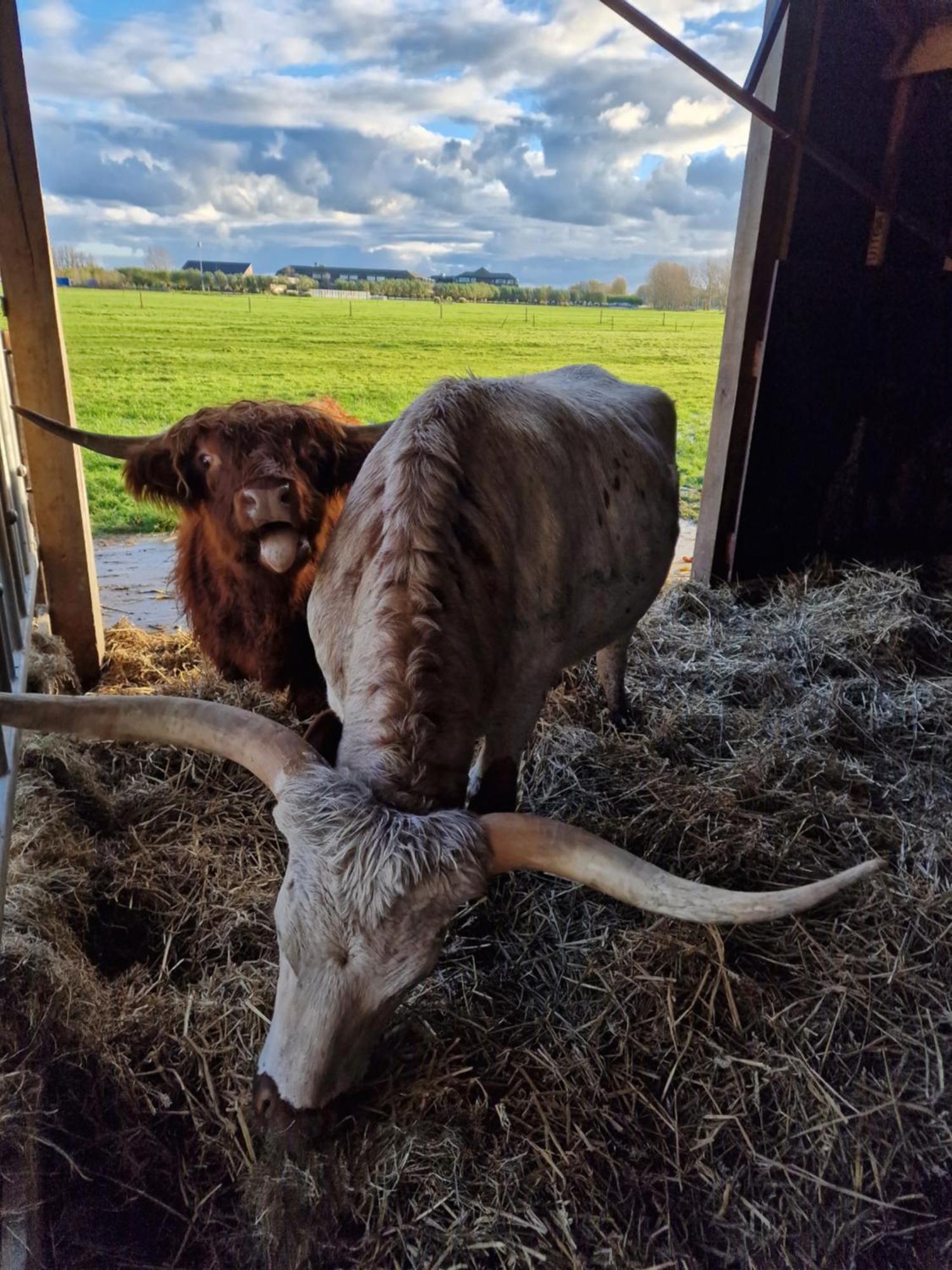 Appartamento Bed&Bbq Longhornranch Akersloot Esterno foto